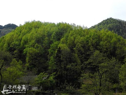 高山春色诱人