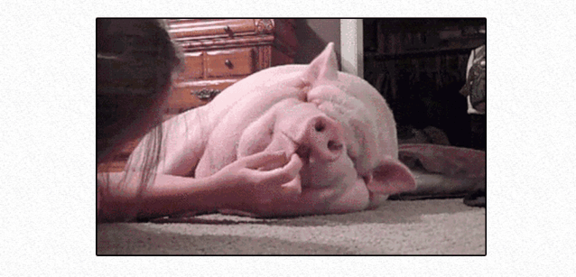 进来学《母猪的产后护理 》,哈哈哈哈哈哈哈