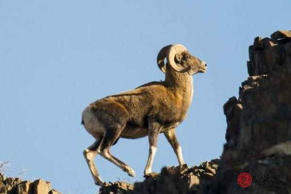 属蛇和羊的婚姻怎样