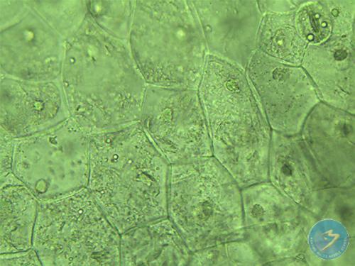 还观察了睡莲花瓣的细胞结构真是有趣极了可惜显微镜的40倍物镜不够