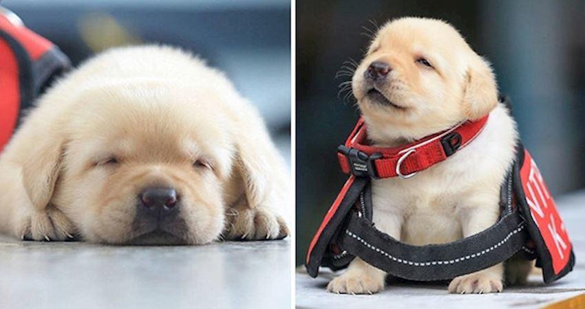 台湾最新一批小警犬「萌到外国媒体也要报导」,一脸还睡不醒的上班