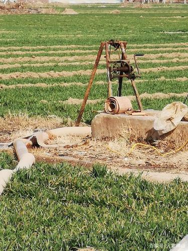 在农村老家给小麦浇地