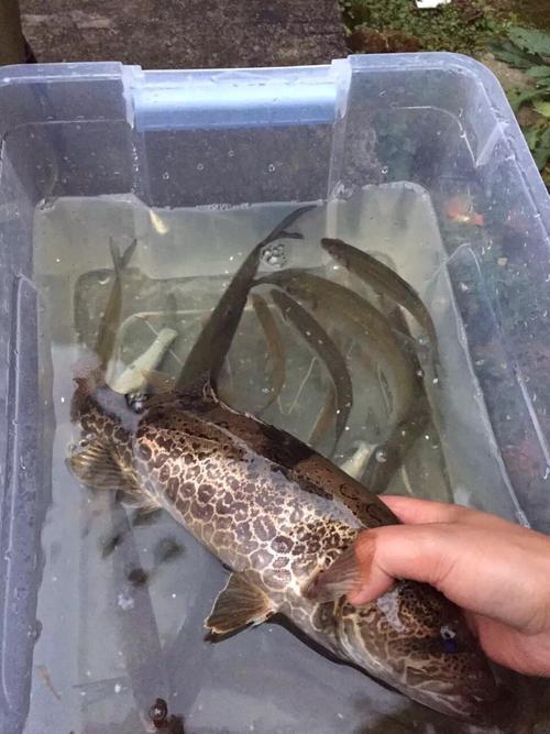 那些年我们一起钓过的老虎鱼(2016.5-2017.5)