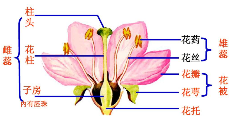 而胚珠会发育成种子,当然,也有其他水果是花托形成果实,比如梨