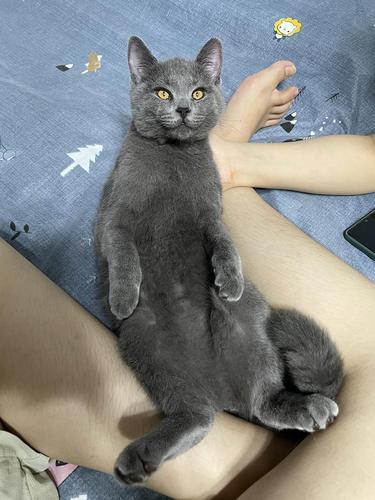 蓝猫串暹罗长成了表情包