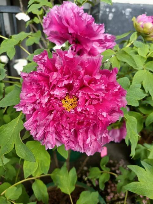 牡丹花期进入尾声,杜鹃花接棒而来——邀您一起云赏花~_品种_六和塔