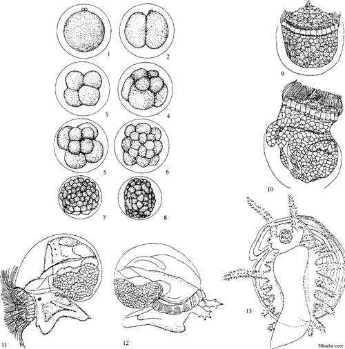 第二节 繁殖生物学与人工育苗技术
