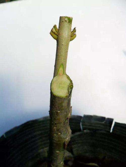 图解 桂花盆景怎么枝接嫁接的方法