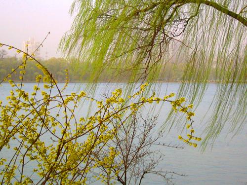 请诸位同事斧正.   其一  春风染绿柳丝绦,  迎春碧桃竞妖娆.