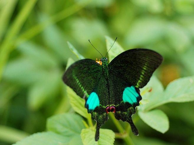 【 巴黎翠凤蝶 … 】