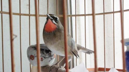 红靛颏母鸟叫声视频在线观看 - 西瓜视频