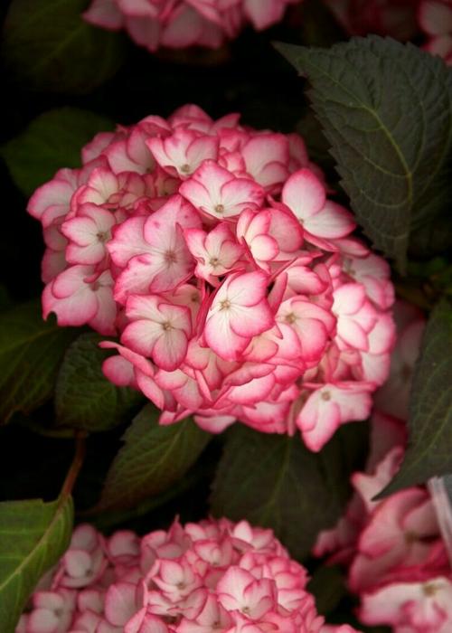 大花绣球"塞布丽娜"