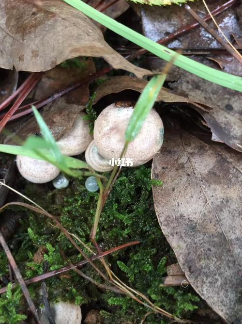 湖南野生枞菌_蘑菇_秋天去哪玩_美食_美食展示_食材