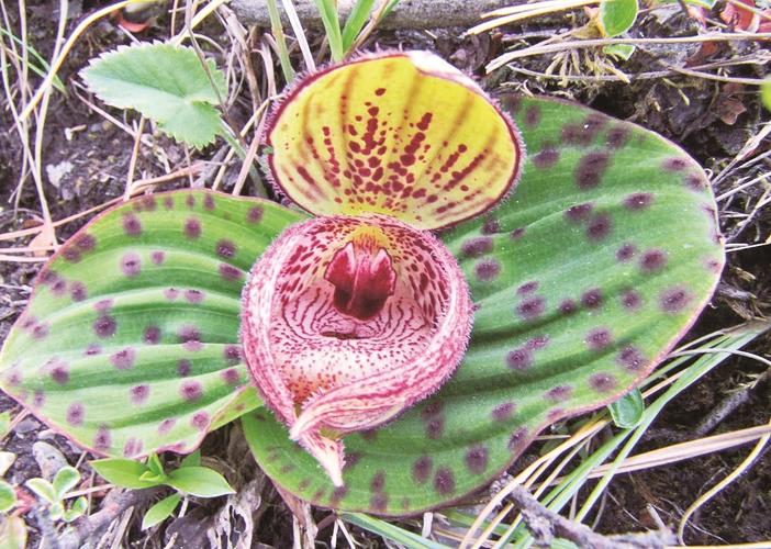 斑叶杓兰丽江杓兰西藏杓兰离萼杓兰黄花杓兰杓兰属植物,世界上约有47