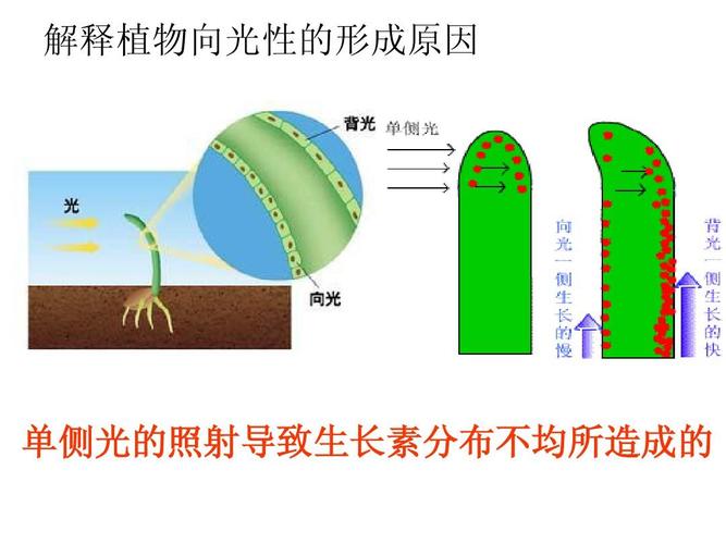 解释植物向光性的形成原因 单侧光的照射导致生长素分布不均所造成的