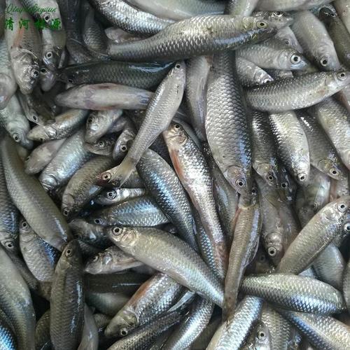 野生麦穗鱼罗活儿鱼小杂鱼小麻嫩火淡水鱼类