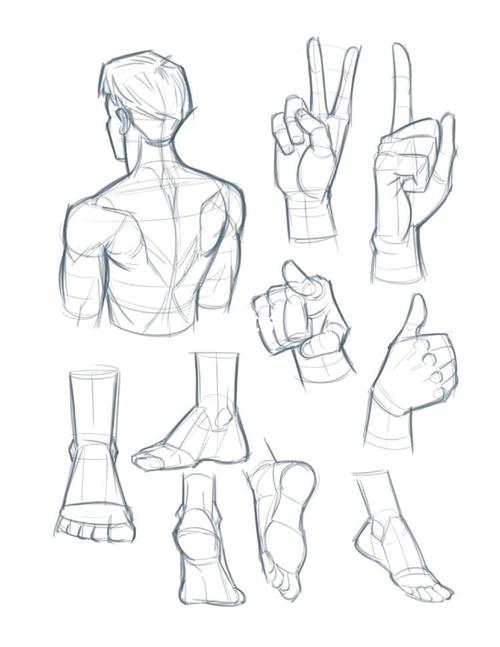 板绘素材7915超详细的人体结构绘画～_绘画_板绘