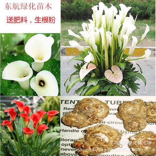 基地直销 进口彩色马蹄莲种球 多种颜色 当年开花 花卉种球