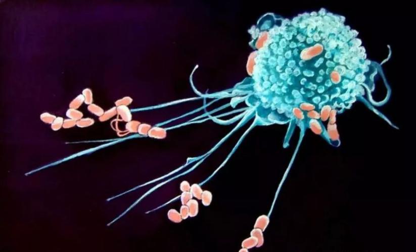 细胞图鉴——最通俗易懂的免疫细胞科普