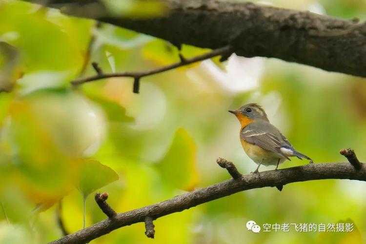 用松下长焦镜皇dg200mmf28在野外拍鸟是一种什么样的体验