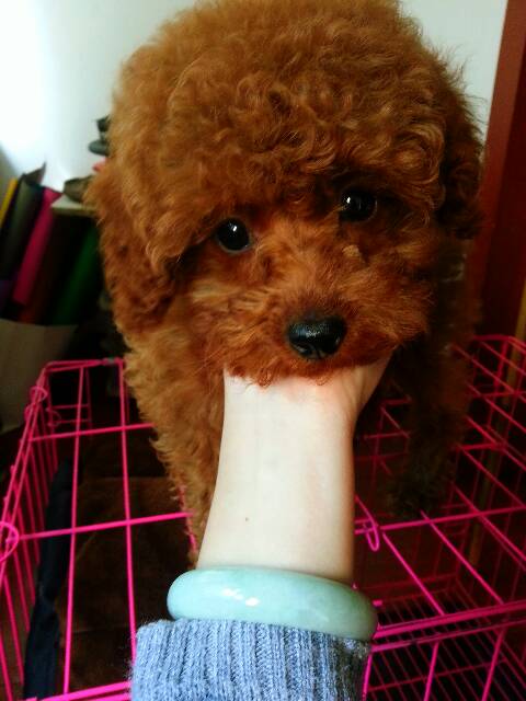 我家泰迪妹妹快四个月了.身高21,身长22左右.是属于迷你还是玩具.