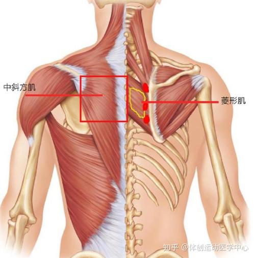 所以肌力训练不只是爱运动的人需要,不运动的人更需要, 尤其是久坐