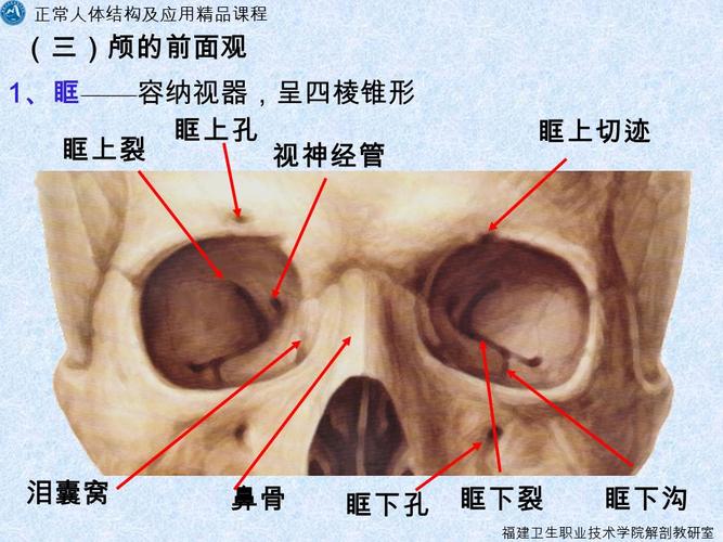 正常人体结构及应用精品课程第五节颅骨fujiancollegeof