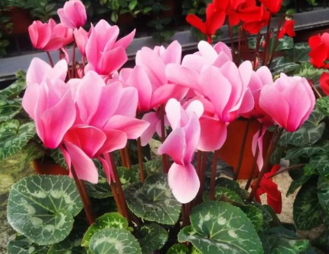 仙客来花杆"东倒西歪",养护避免这2点,开花挺拔更漂亮