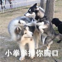 萌犬哈士奇表情包 中二哈士奇蠢狗表情