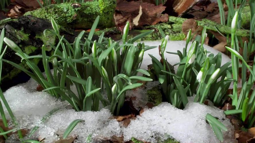 冰雪融化植物生长春暖花开