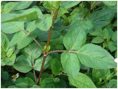 为什么民间认为三叶鬼针草的功效更好呢?我们有必要去探寻原因.