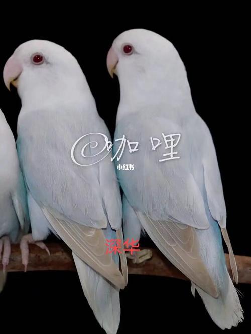 92牡丹鹦鹉～基因基础认知与介绍_牡丹_粉红_牡丹鹦鹉_宠物_宠物