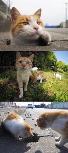 如果不是在一个操蛋地城市,居住着一群操蛋的人,流浪猫的