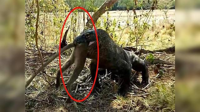 先祖说的"水猴子"竟是它?还被人训练用来捕鱼,镜头记录全过程