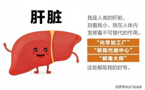 肝好一切都好,这些"肝"货你要知道!