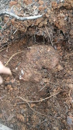 公益林砍伐后的松树兜种值茯苓