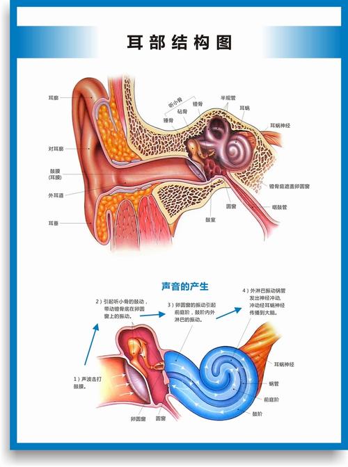 双耳解剖图耳朵的构造图耳部结构图听力损失分级中英文医学挂图sn4076