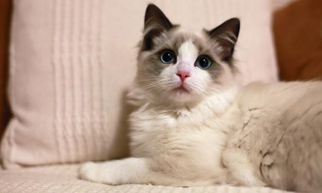 黑脸布偶猫与暹罗猫的区别暹罗猫和布偶猫的区别哪个品种贵