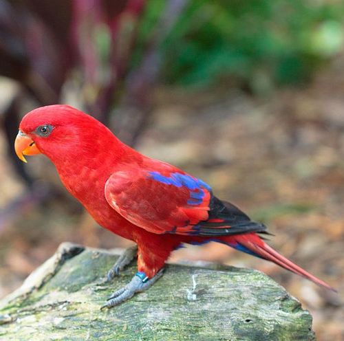 红鹦鹉
