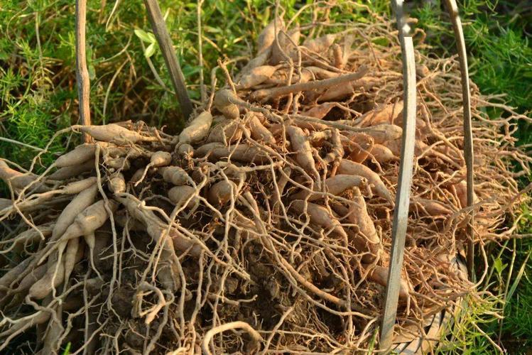 寻味金湾丨"天冬"是啥?