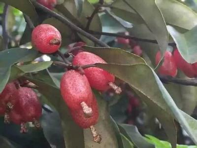 羊奶子根的功效与作用有哪些 羊奶子长什么样子