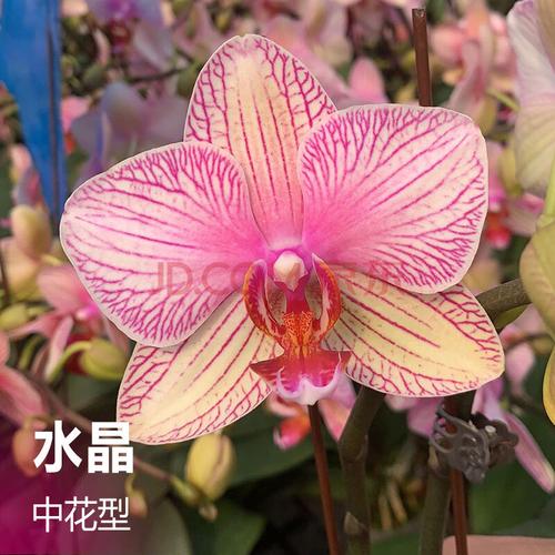 0寸花剑花苞新苗盆栽蝴蝶兰50天左右开花 水晶3.0寸双花剑-短 不含盆