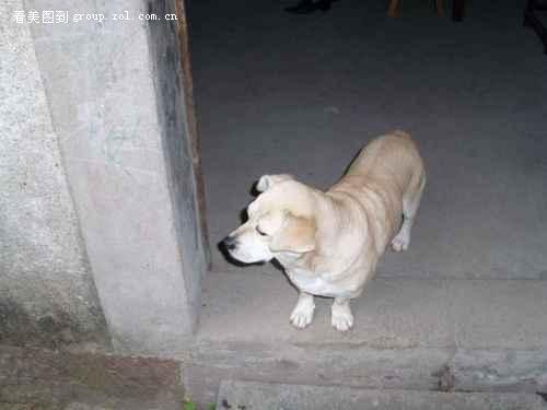 狗狗板凳狗