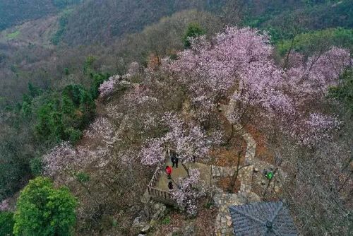 今日,我们邀请您一起"云赏花" 富阳万市浮云岭野樱花