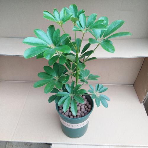 鸭脚木带盆栽好