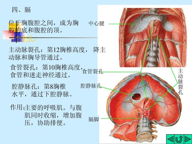 无忧文档 所有分类 医药卫生 中医中药 3-3 肌学ppt  四,膈 位于胸