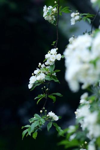 木香花,提起那白色的衣裙,开启夏日的梦