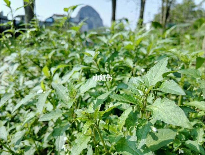 春天的常见野菜～白花菜_春天去哪玩_塔山清影攻略_薄荷糖_冬天去哪玩