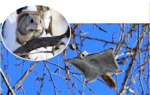 寒号鸟,鸟类,动物,小鸟,复齿鼯鼠,喜鹊