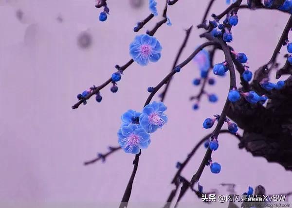 紫色梅花唯美图片